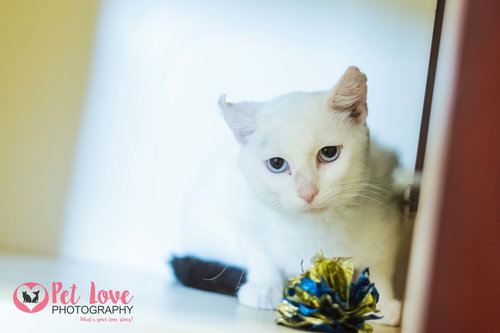 Atticus:  Mr. Blue Eyes