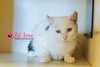 Atticus:  Mr. Blue Eyes