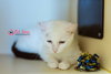 Atticus:  Mr. Blue Eyes