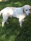 Dudley