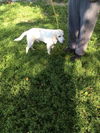 Dudley