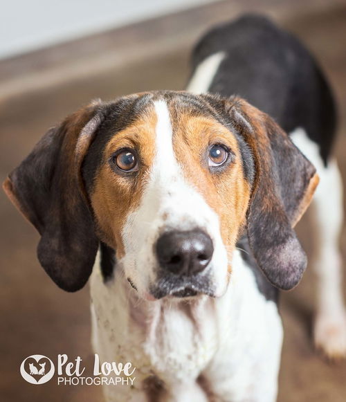 Holly: MEDICAL FOSTER NEEDED!