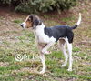 Holly: MEDICAL FOSTER NEEDED!