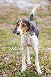 Holly: MEDICAL FOSTER NEEDED!