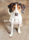Holly: MEDICAL FOSTER NEEDED!