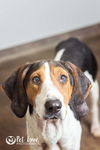 Holly: MEDICAL FOSTER NEEDED!