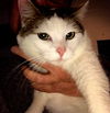 Gracie