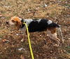 Roko