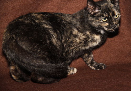 Tia Maria