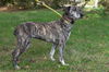 Missy: Terrace Park