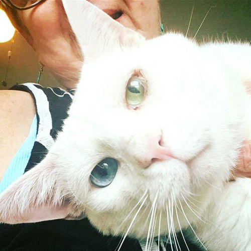 Bi-eyed White Cat