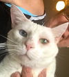 Bi-eyed White Cat