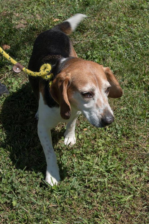 Rufus