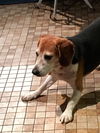 Rufus