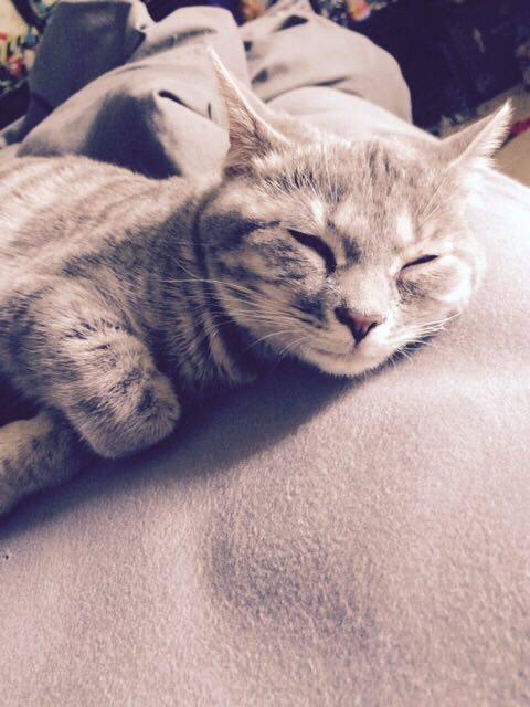 Honey Pippin aka The Pipster