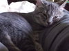 Honey Pippin aka The Pipster