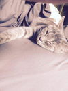 Honey Pippin aka The Pipster