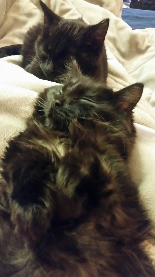 Lucy & Lucifer:  Bonded Siblings