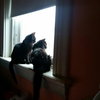 Lucy & Lucifer: Bonded Siblings