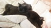 Lucy & Lucifer:  Bonded Siblings