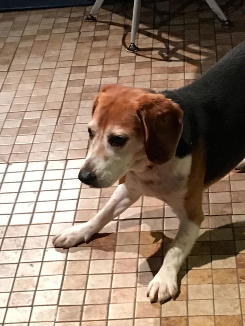 Rufus