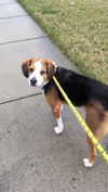 Skinner: Obedience Trained