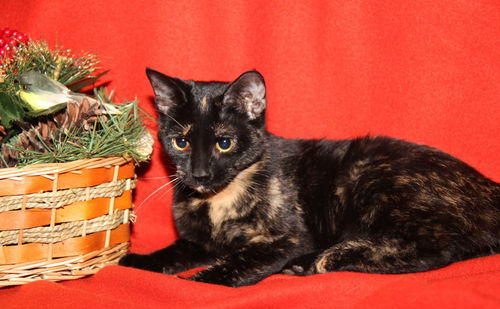 Mistletoe