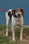 Lilly: Terrace Park