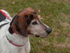 Lilly: Terrace Park
