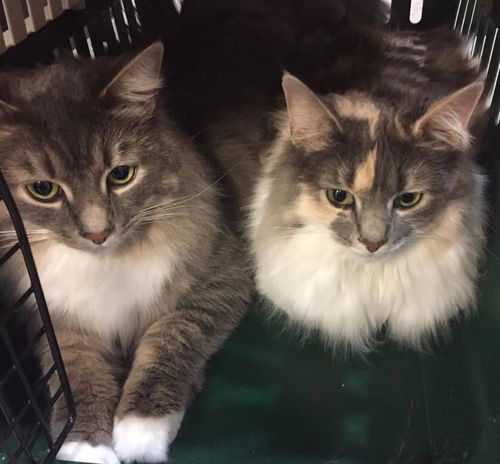 Meeko & Marnie