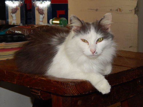 Gracie