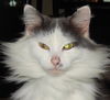 Gracie