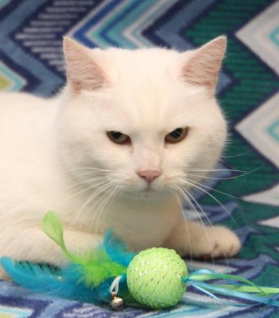 Snowball: Jack's Glenway