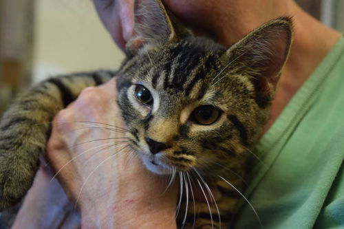Boone:  PetValu Colerain