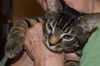Boone:  PetValu Colerain