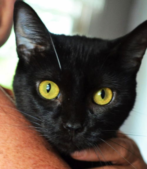 Yoga at Jack's Pets, Glenway