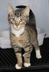 Milo @ PetValu Colerain