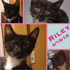 Riley