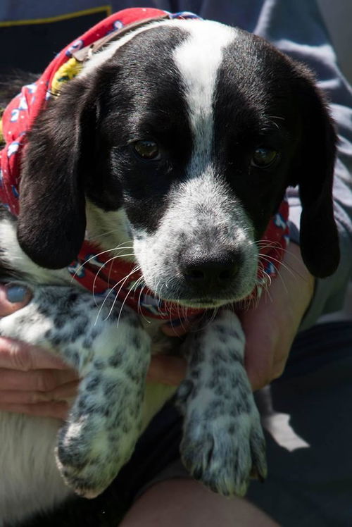 Bracken