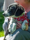 Bracken