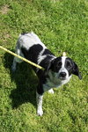 Bracken