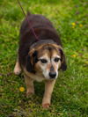 Roxy-bear