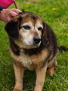 Roxy-bear