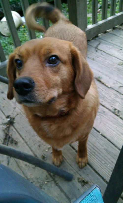 Brownie