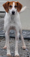 Bowie