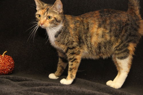 Miss Molly:  Jack's Pets Colerain