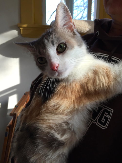Lovey: Jack's Pets, Glenway