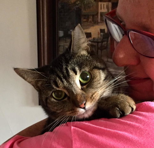 TigerLily: Jack's Pets, Glenway Crossings