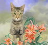 TigerLily: Jack's Pets, Glenway Crossings