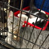 Luh: Jack's Pets Glenway